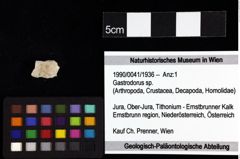 Foto (Objket + Etiketten) von Laeviprosopon laeve medium nov. subspec. 